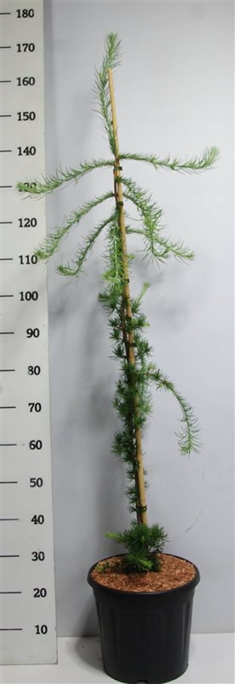 Larix kaempf. 'Stiff Weeper' - C12 100-125 CM